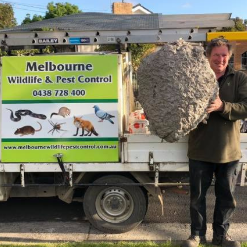 Melbourne Wild Life Pest Control