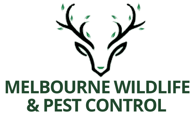 Melbourne's Trusted Pest & Wildlife Control Expert