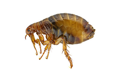 pest-exterminators-melbourne-fleas
