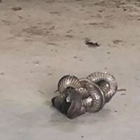 wildlife Snake Catching & Removal service provider in Melbourne