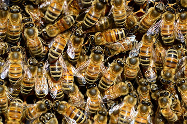 Pest-Control-Melbourne-Bees.jpg