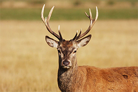melbournewildlifepestcontrol-deer.jpg