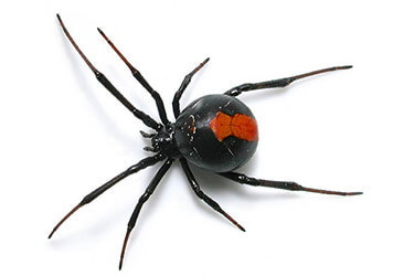 pest-exterminators-melbourne-spiders-.jpg