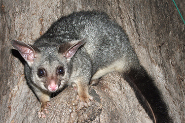 possum-removal-melbourne.jpg