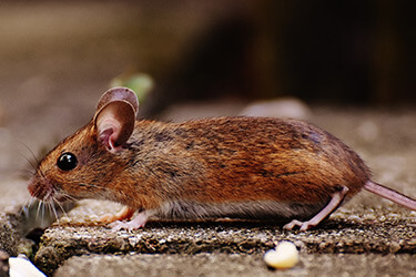 rodent-control-melbourne.jpg