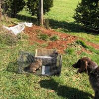 wildlife-Rabbit-Control-in-Melbourne.jpg