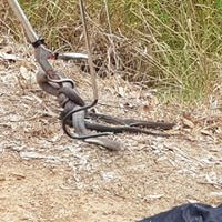 wildlife-Snake-Catching-Removal-Services-provider-in-australia.jpg