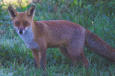 wildlife-control-melbourne-foxes.jpg