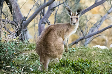 wildlife-control-melbourne-kangaroos.jpg
